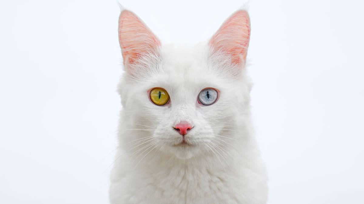 Día Internacional del Gato: origen, significado y por qué es considerado un animal de poder en lugares como Egipto y China