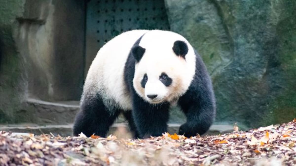 Critican a mujer por tener un panda de mascota, resultó ser otra cosa