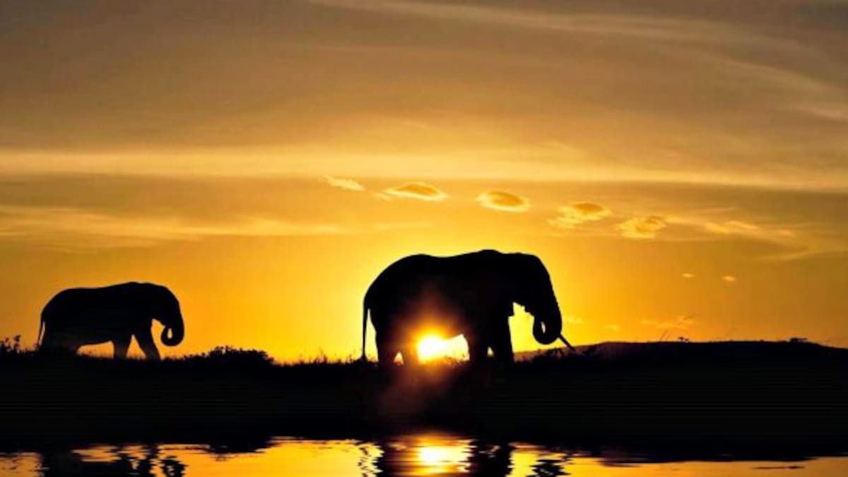 Abren santuario de elefantes jubilados en Brasil
