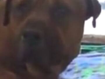 PERRO LLORA DESCONSOLADAMENTE AL SER ABANDONADO Y SE HACE VIRAL