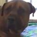 PERRO LLORA DESCONSOLADAMENTE AL SER ABANDONADO Y SE HACE VIRAL