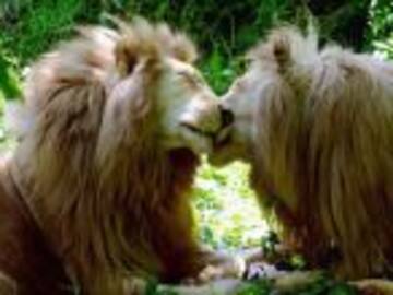 Los "leones gay" de Kenia