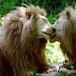 Los "leones gay" de Kenia