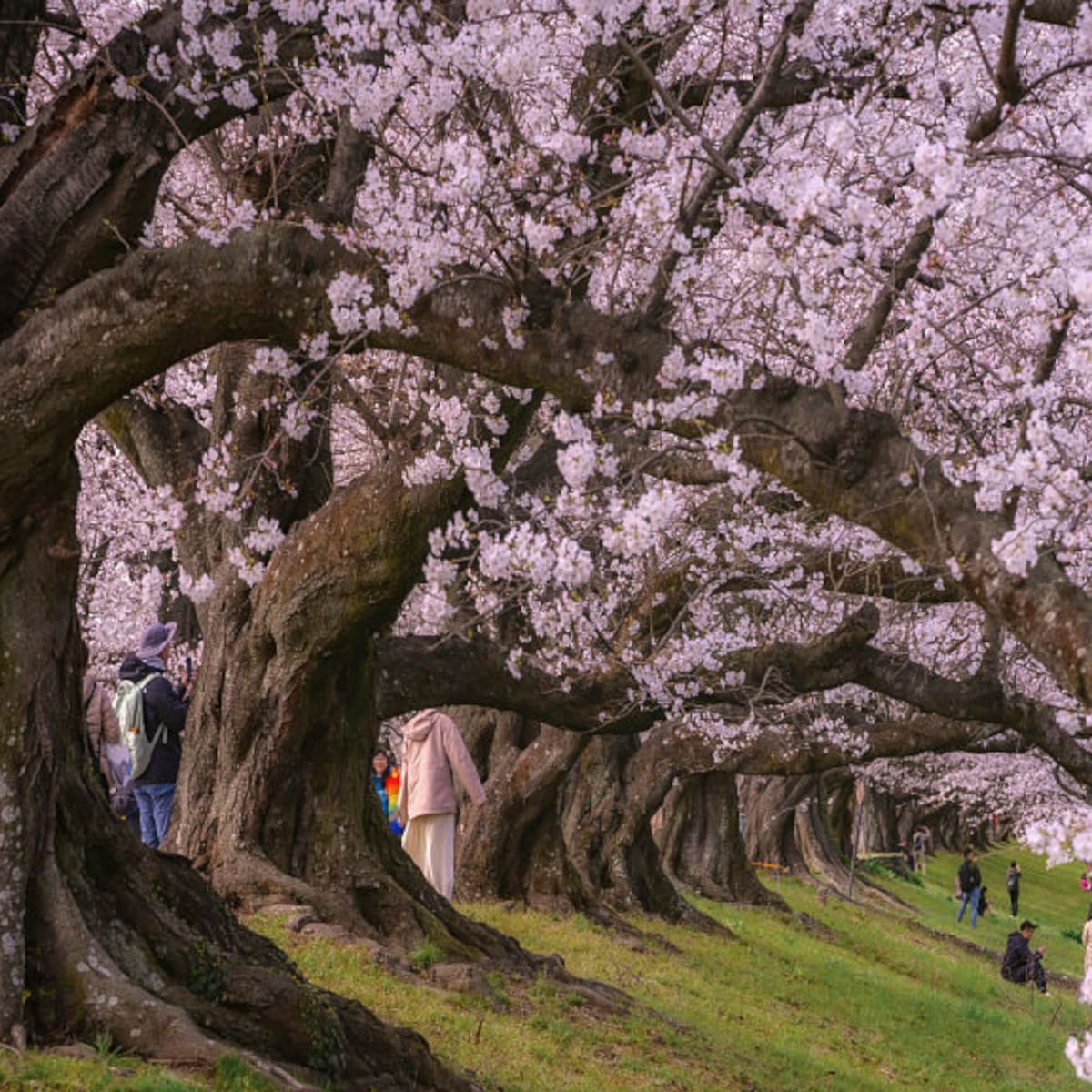 Japón suspende su festival de cerezos más icónico por el caos turístico