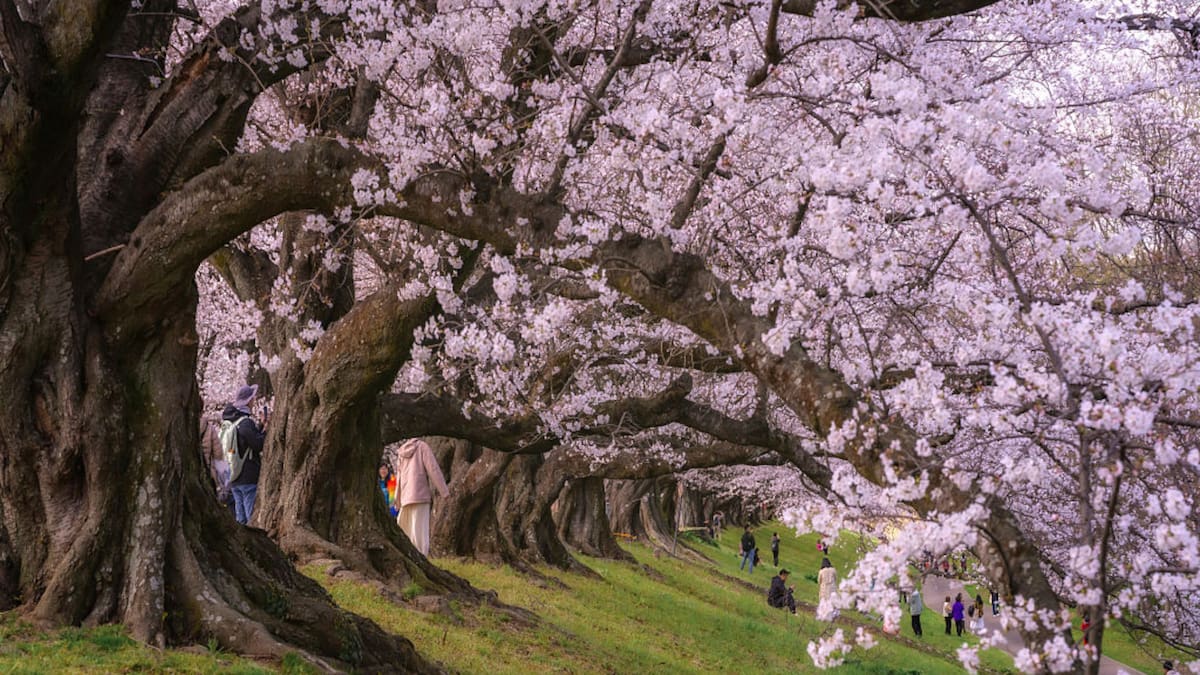 Japón suspende su festival de cerezos más icónico por el caos turístico