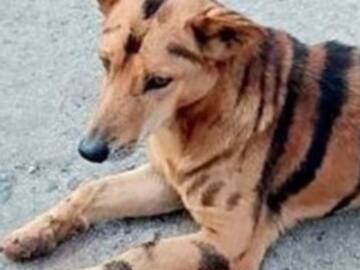 Pinta a su perro de tigre para evitar robos