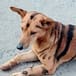 Pinta a su perro de tigre para evitar robos