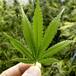 Ofrecen marihuana en iglesias