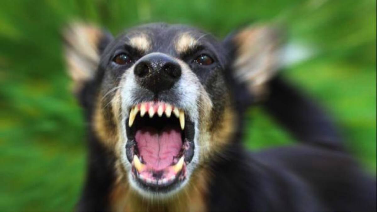 Un hombre confunde una mordida de perro con una herida de bala