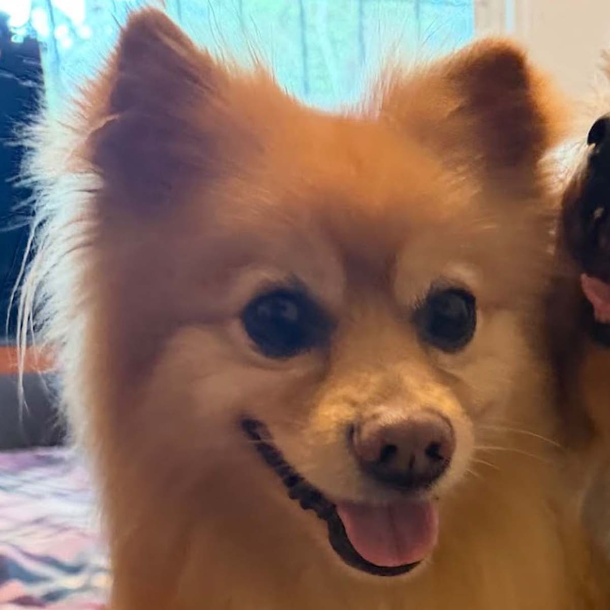 Día mundial de amar a tu mascota: El nuevo estándar del cuidado animal radica en la salud, afecto y la previsión