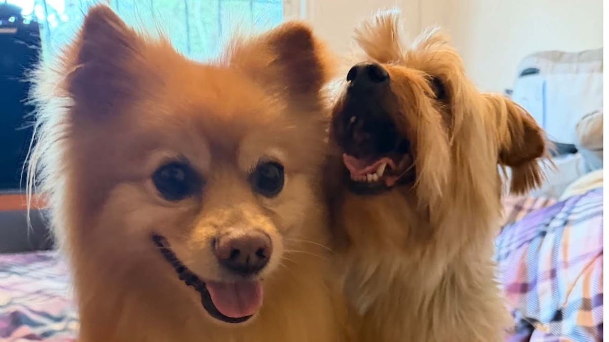 Día mundial de amar a tu mascota: El nuevo estándar del cuidado animal radica en la salud, afecto y la previsión