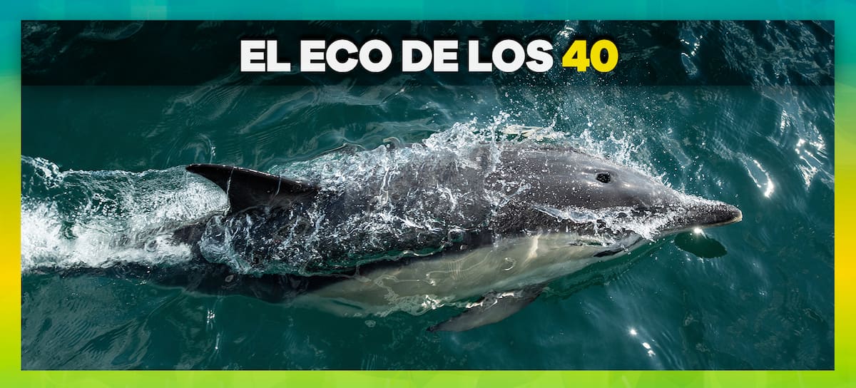 Detectan fentanilo en delfines