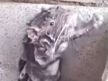 La verdadera razón por la que la rata se está "bañando"
