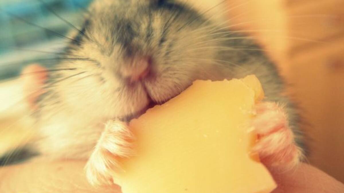 Razones para no alejar el queso de nuestras vidas