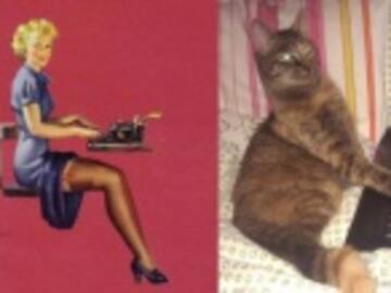 Estos gatos posando como chicas pin-up