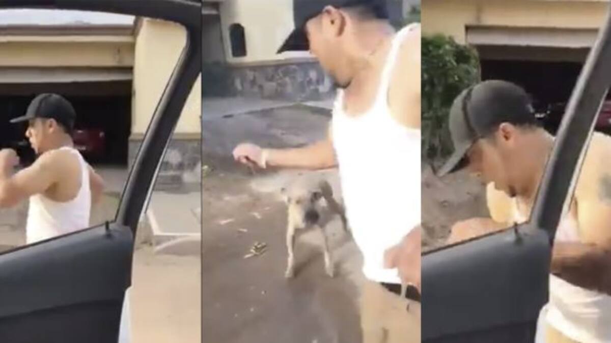 Perro arruina la Chona Challenge y se hace viral