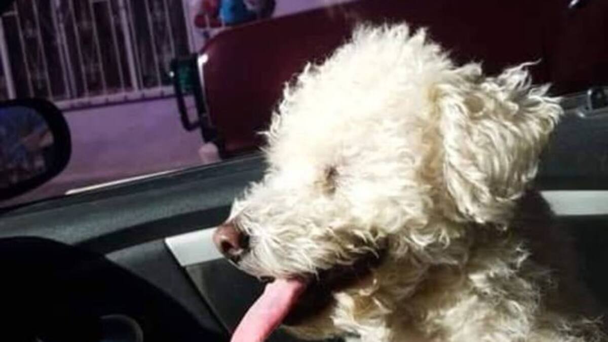 Bloquea a su novio de todas las redes y él secuestra a su perro