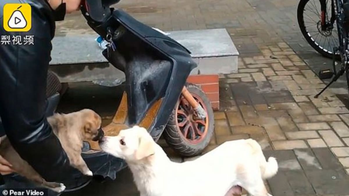 Esta perrita se despide con un beso de su cachorro