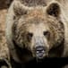 Oso entra a robar a cabaña de guardabosques