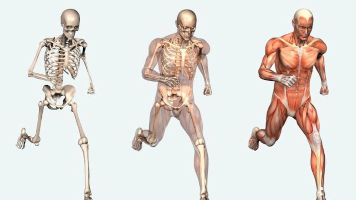 Descubren nueva particularidad en el cuerpo humano