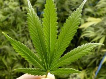 Ofrecen marihuana en iglesias