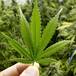 Ofrecen marihuana en iglesias