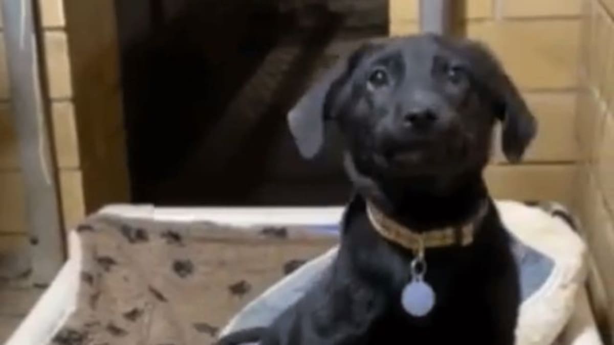 Perrito sonríe para que alguien se anime a adoptarlo