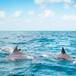 Cientos de delfines son captados jugando en las costas de Oaxaca