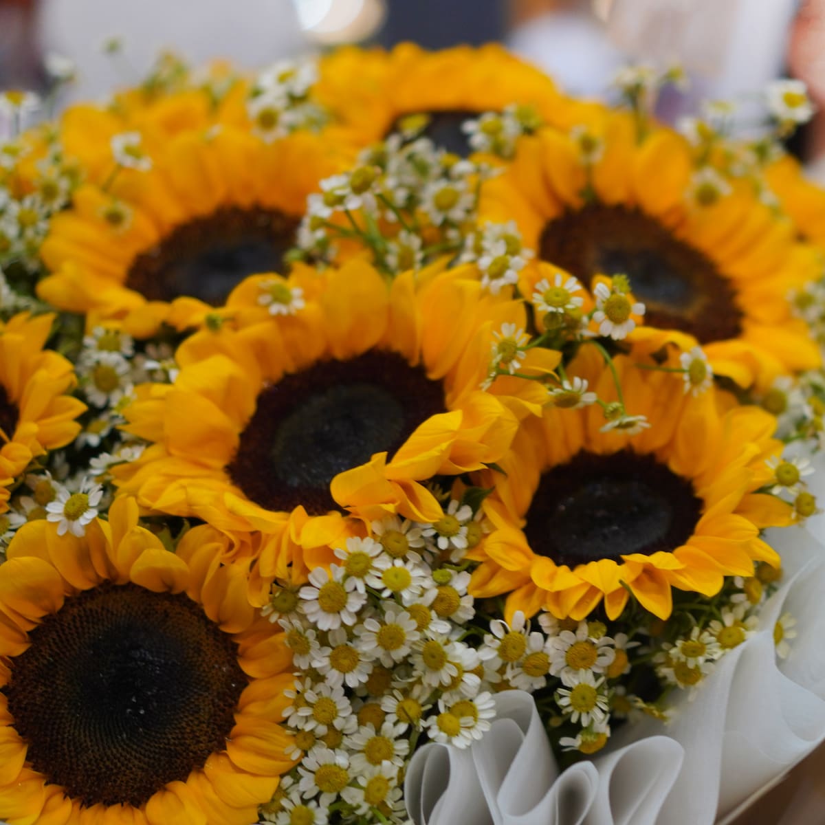 ¿Por qué se les regalan flores amarillas a las mujeres al entrar la primavera?