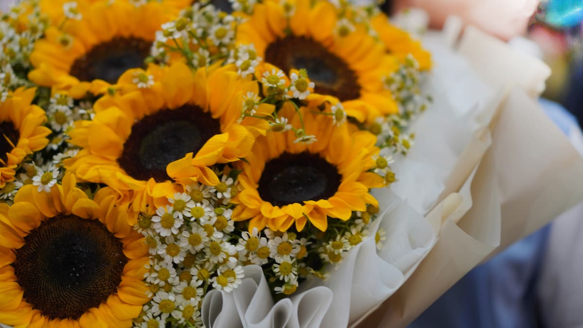 ¿Por qué se les regalan flores amarillas a las mujeres al entrar la primavera?
