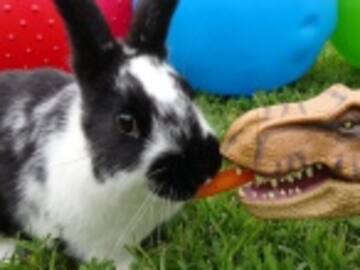 Ver conejos puede ayudar a tu matrimonio