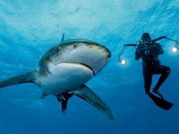 Ballena jorobada protege a buceadora de un tiburón