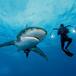 Ballena jorobada protege a buceadora de un tiburón