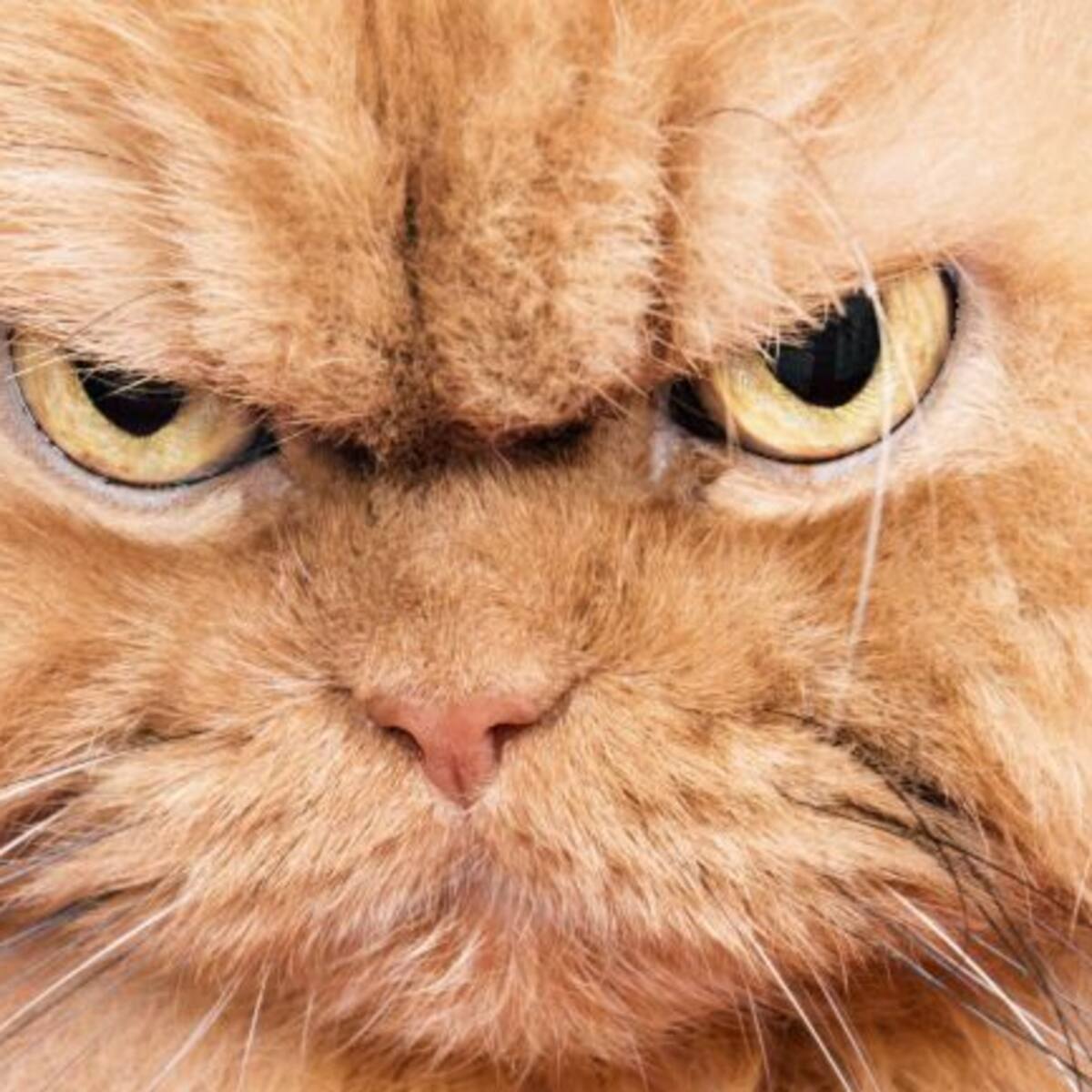 Tu neurosis la estás contagiando a tu gato