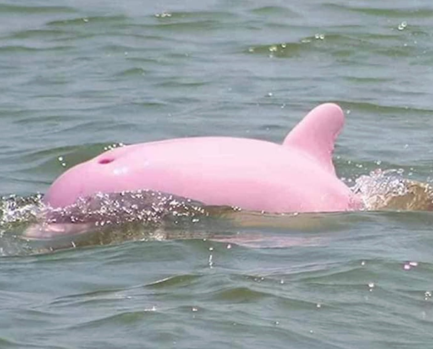 Delfín es captado en playa de Mazatlán