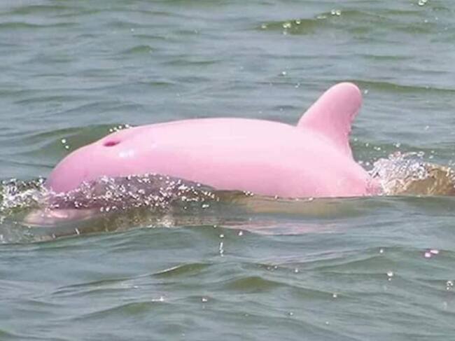 Delfín es captado en playa de Mazatlán
