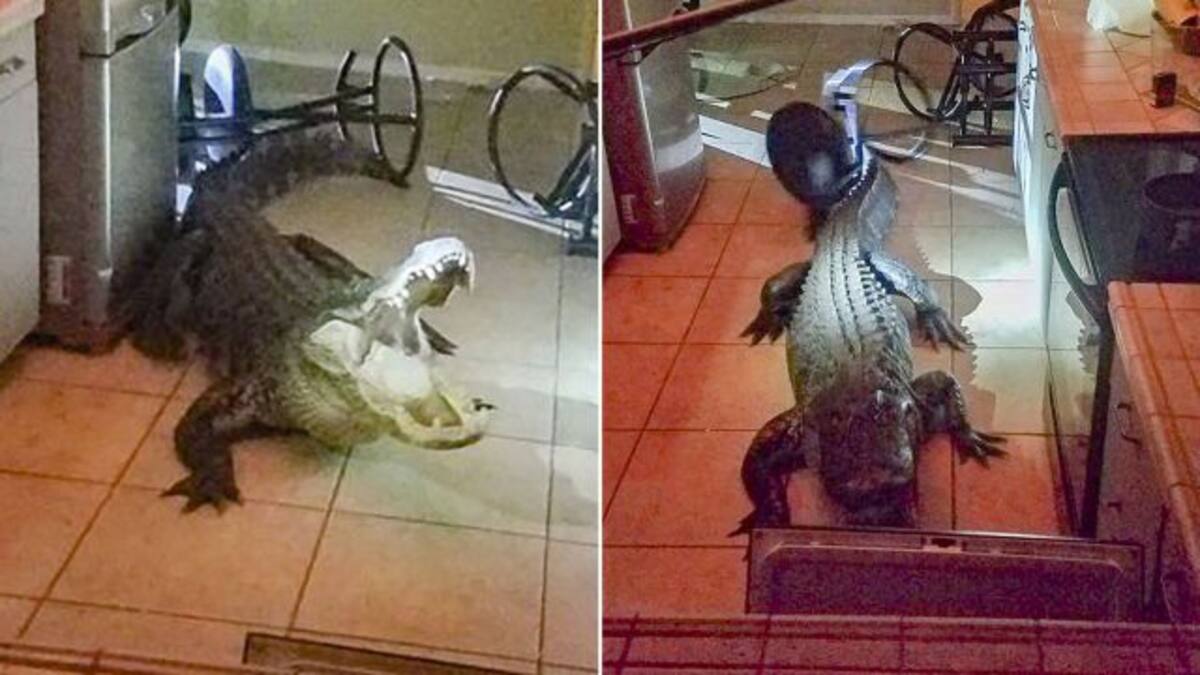 Visita inesperada despierta a mujer en la madrugada.