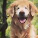 Murió Smiley, el perrito ciego que dedicó su vida a ser terapeuta