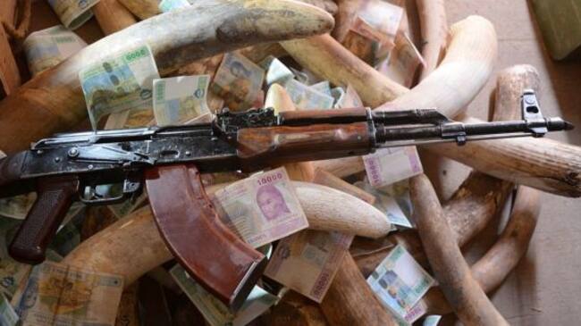 La población de elefantes ha disminuido debido a la caza furtiva