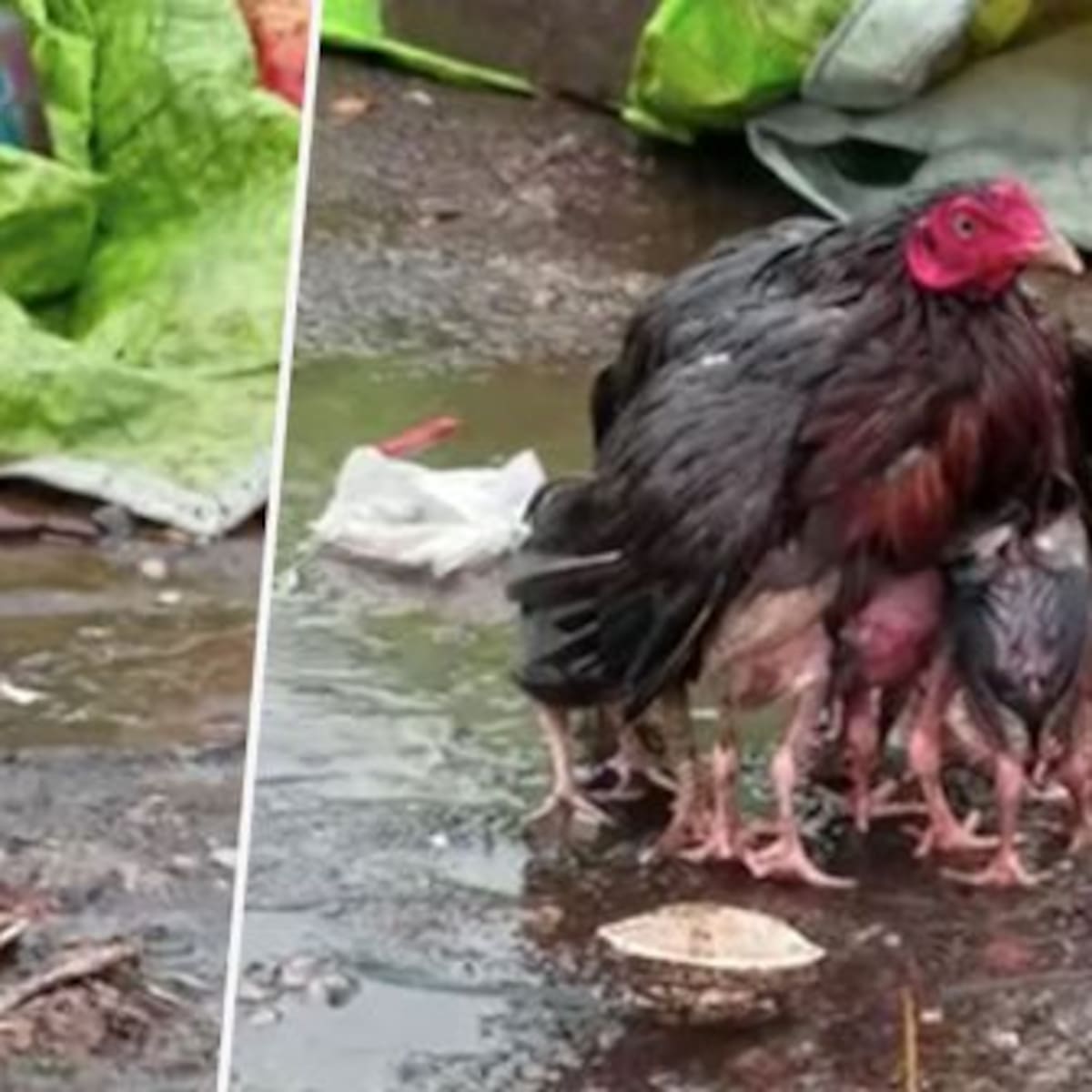 Mamá gallina se convierte en paraguas