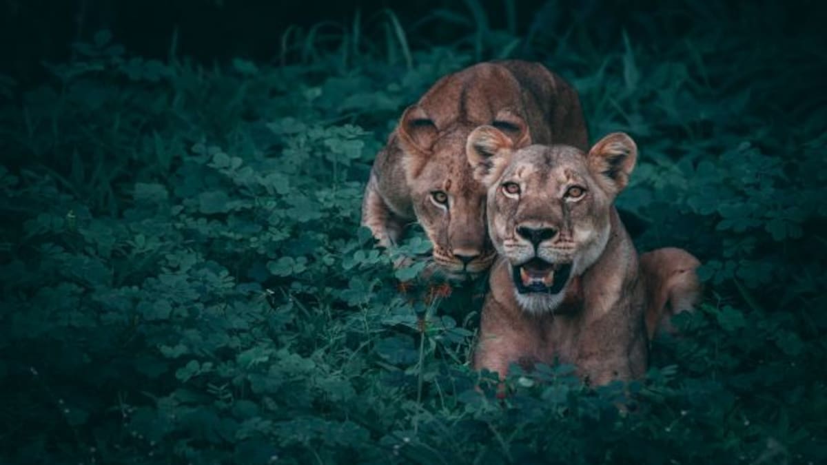 Mujer evita ser atacada por puma gracias a Metallica