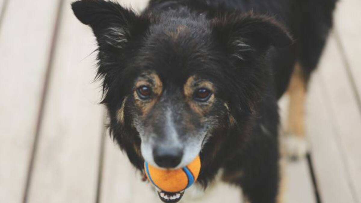La muerte de un perro es más dolorosa que la de un humano