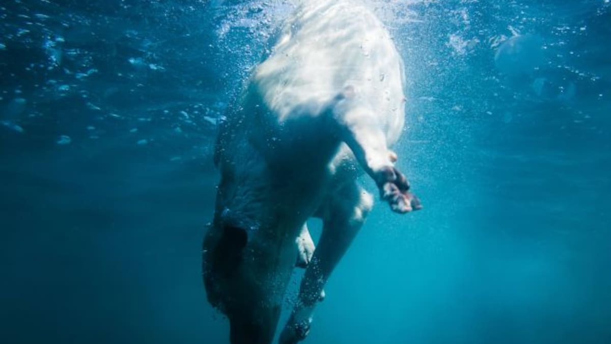 Perro aguantó media hora bajo el agua