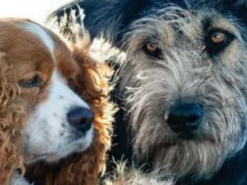 El vagabundo, de Disney fue hallado en una perrera ¡Se llama Monte!