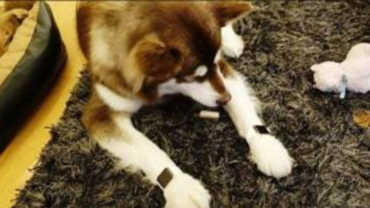 El hijo de Wang Jianlin genera polémica al comprarle 2 Apple Watch a su perro.