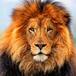#Top Ten: Si Fuera Un Animal Sería…