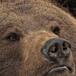 Zoológico fue multado por llevar a un oso a comer helado