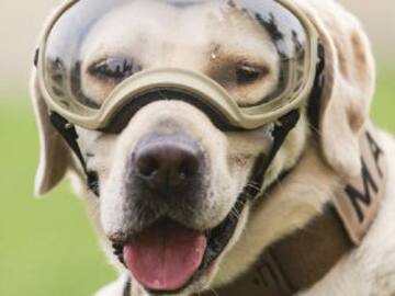 La perrita Frida ya tiene novio