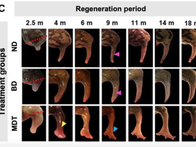 Un gran avance para la ciencia