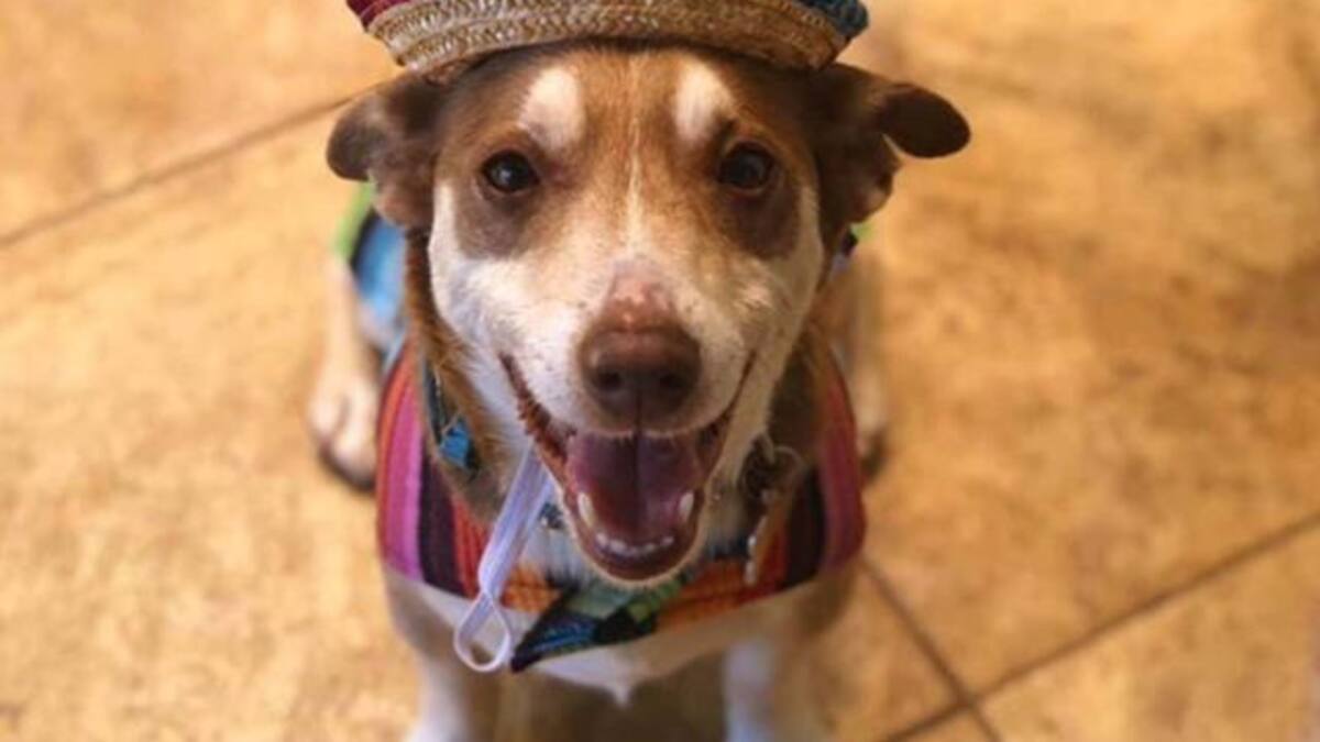 Se viraliza fiesta sorpresa que le organizaron a su perrito